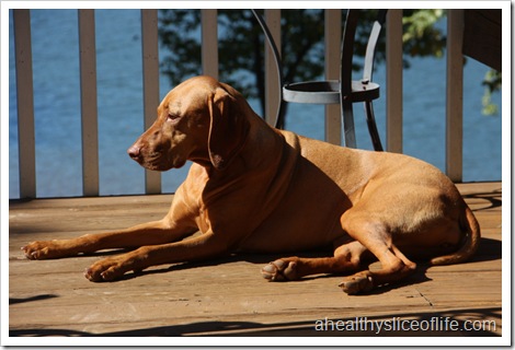 Vizsla Koda soaking up the fall sun