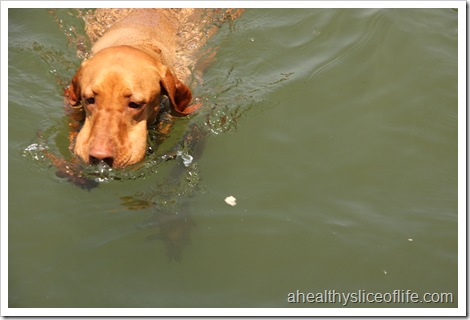 swimming vizsla eating hotdog bun