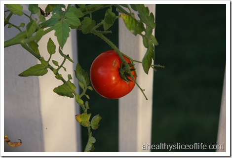 lonely tomato