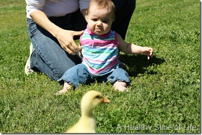 Hailey scared of baby duck