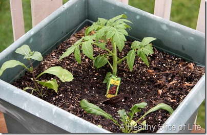 tomato plant and arugula