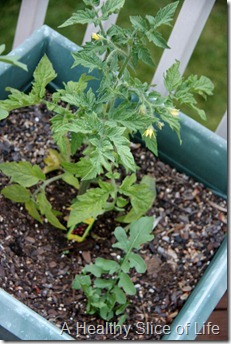 patio tomato plant