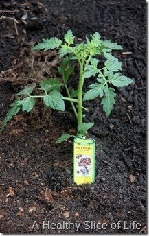 backyard garden- baby black cherry tomato plant