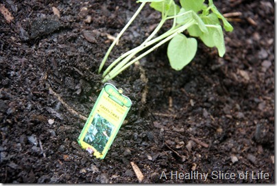 backyard garden- baby okra plant