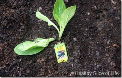 backyard garden- baby zucchini plant