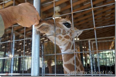 Lazy 5 Ranch- Mooresville- petting a giraffe