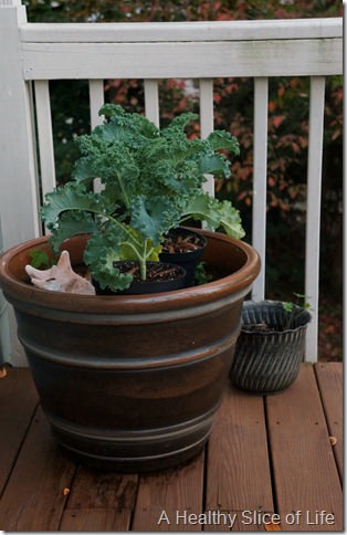 garden- kale plants