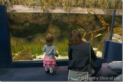 discovery place charlotte- fish