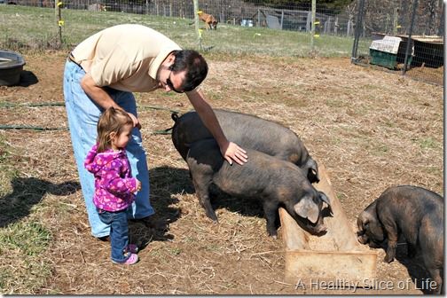 weekend- bakers farm- pigs