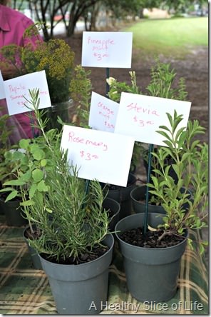 savannah- stevia plants