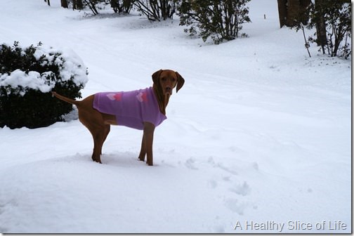 charlotte snow storm February 2014- vizsla sweater