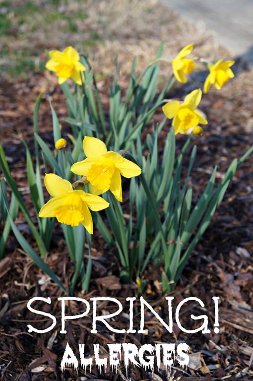 Alfalfa, Allergies & Pregnancy A Healthy Slice of Life