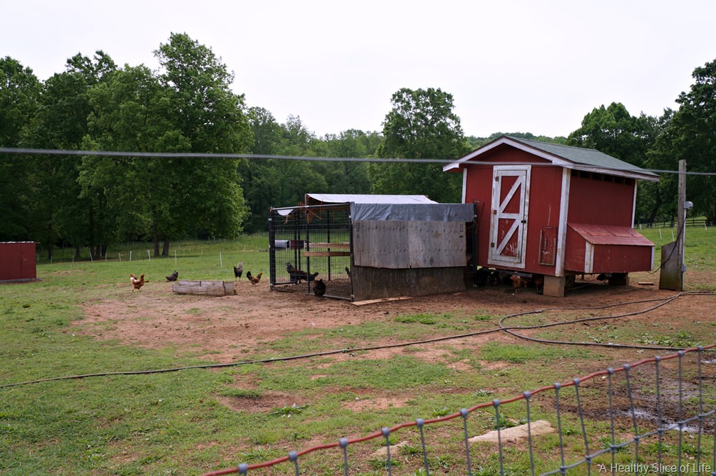 Farm, Food and Photos at 40 Weeks A Healthy Slice of Life