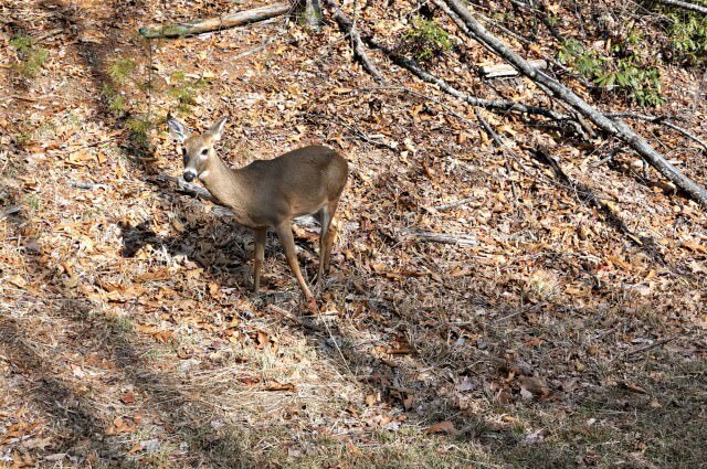 stone moutain state park north carolina- deer
