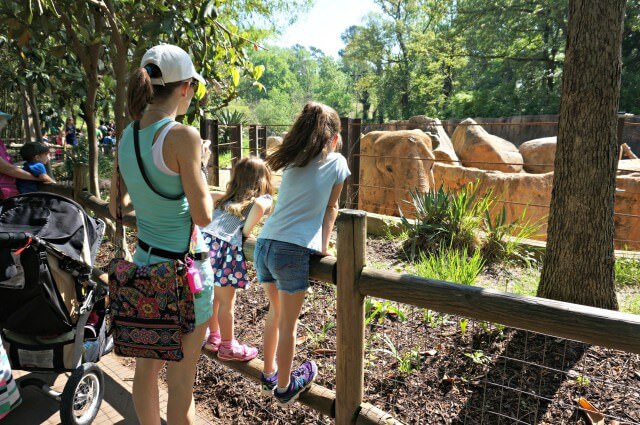 elephants riverbanks zoo