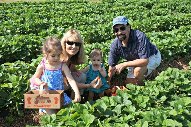 patterson farms strawberries nc- 4