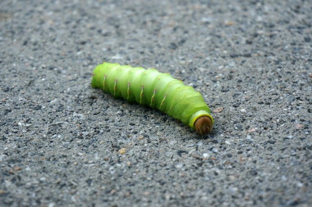 huge caterpillar