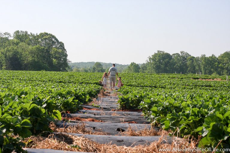 The Very Best Time To Go Strawberry Picking