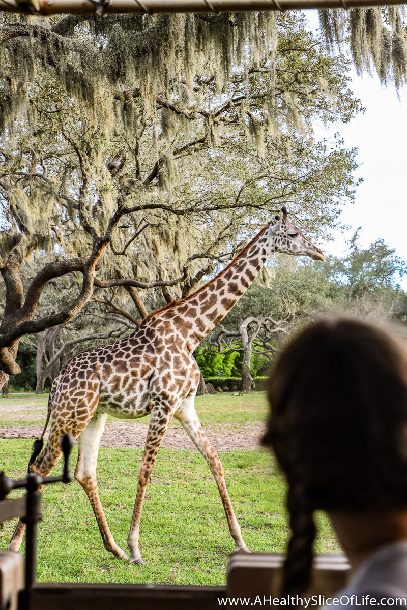 Safari at Animal Kingdom Giraffe