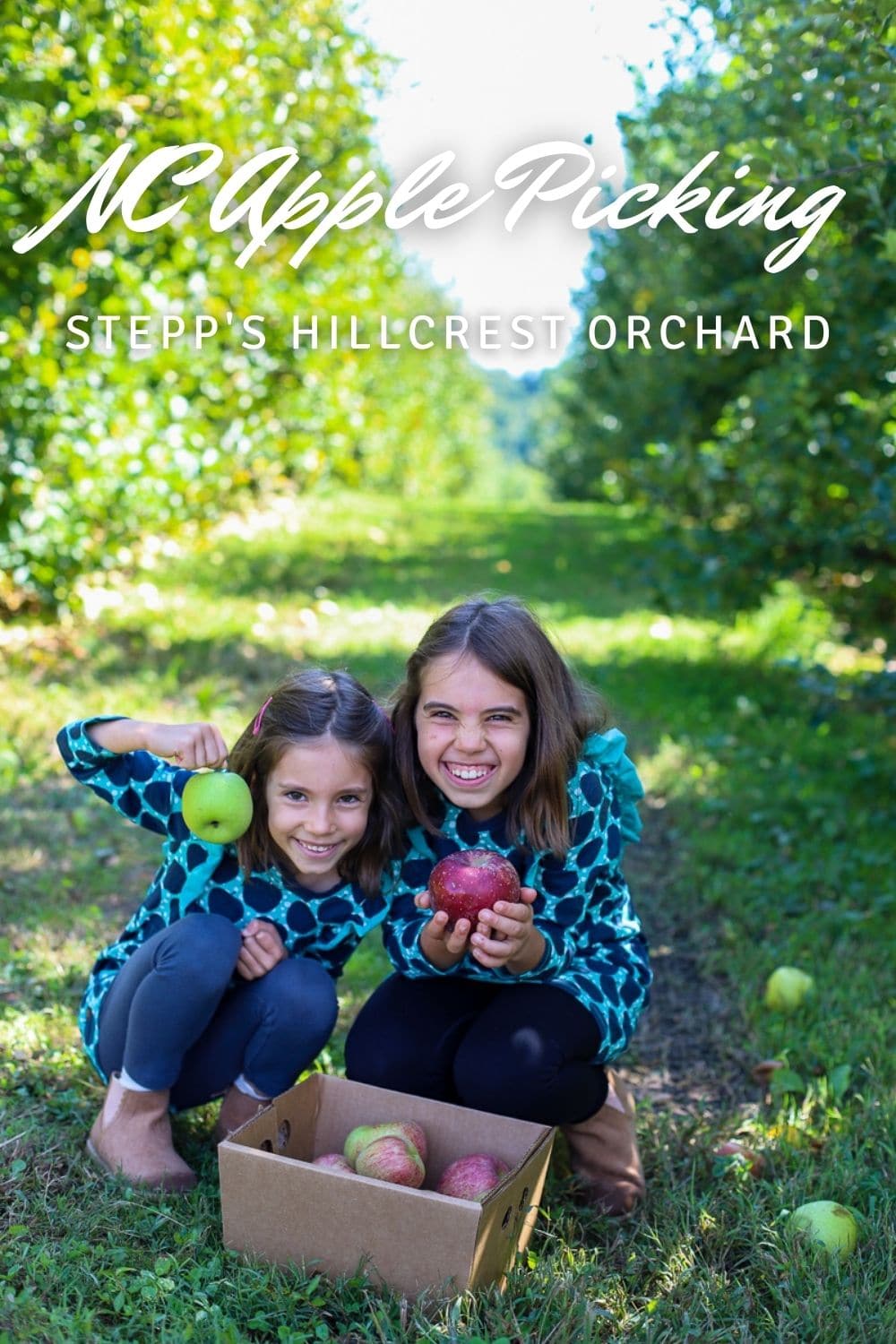 North Caolina apple picking- Stepp's Hillcrest Orchard