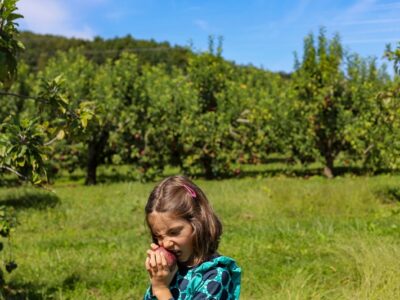 Stepp's Hillcrest Orchard NC (12 of 23)