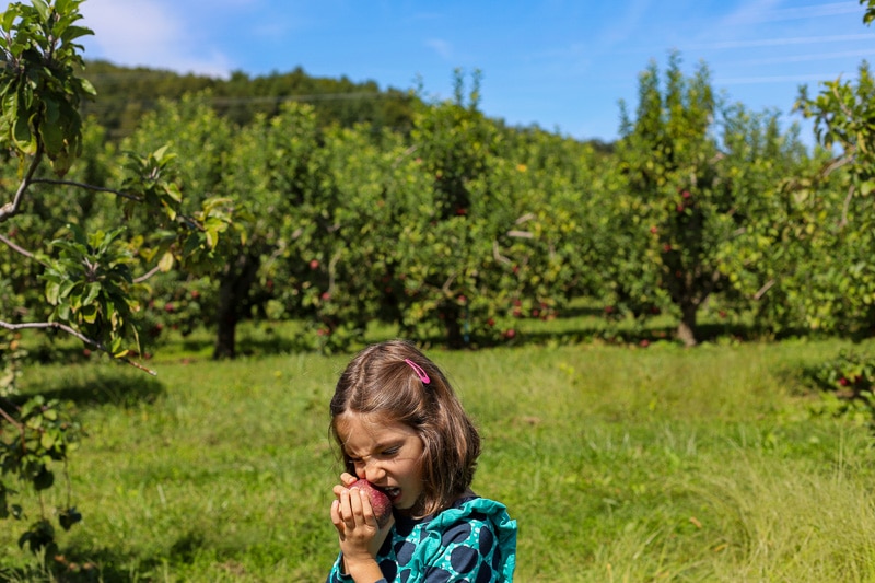 Stepp's Hillcrest Orchard NC (12 of 23)