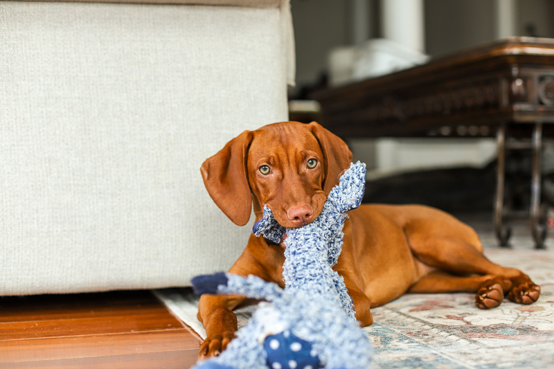 vizsla puppy at 4 months old