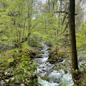 Did I Fully Process That? | Smoky Mountain National Park hike