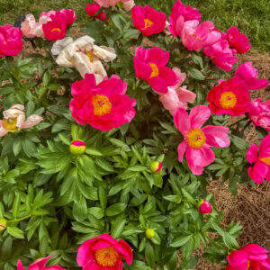 Spring 2024 Check-In Chat