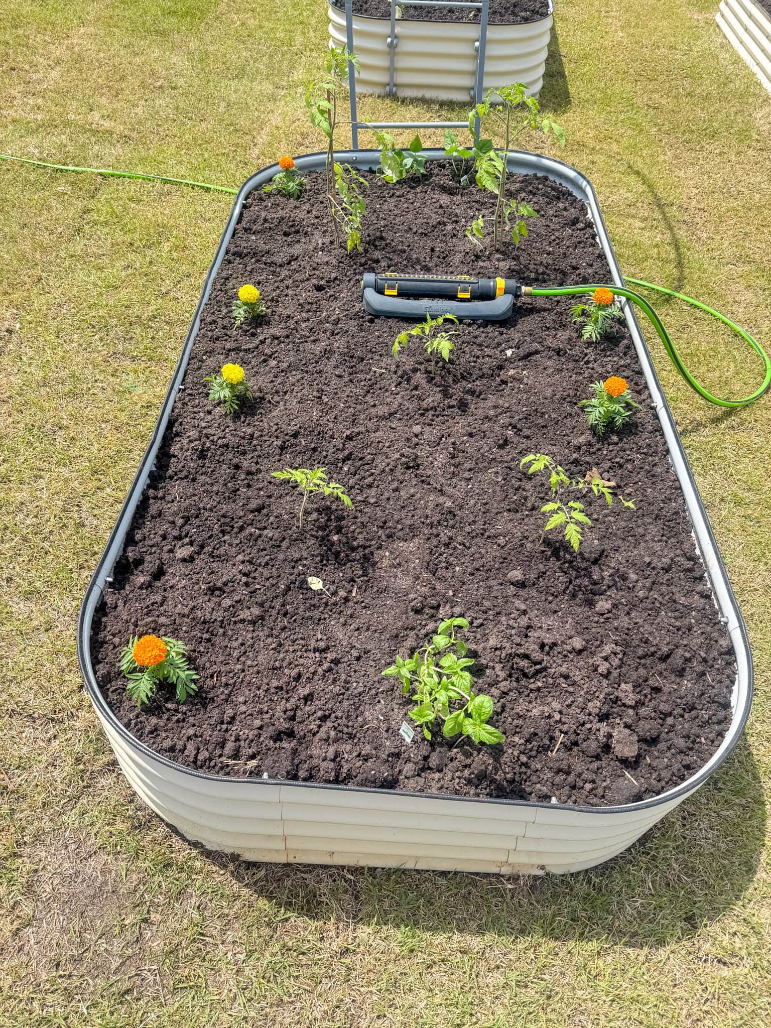 what to plant at home