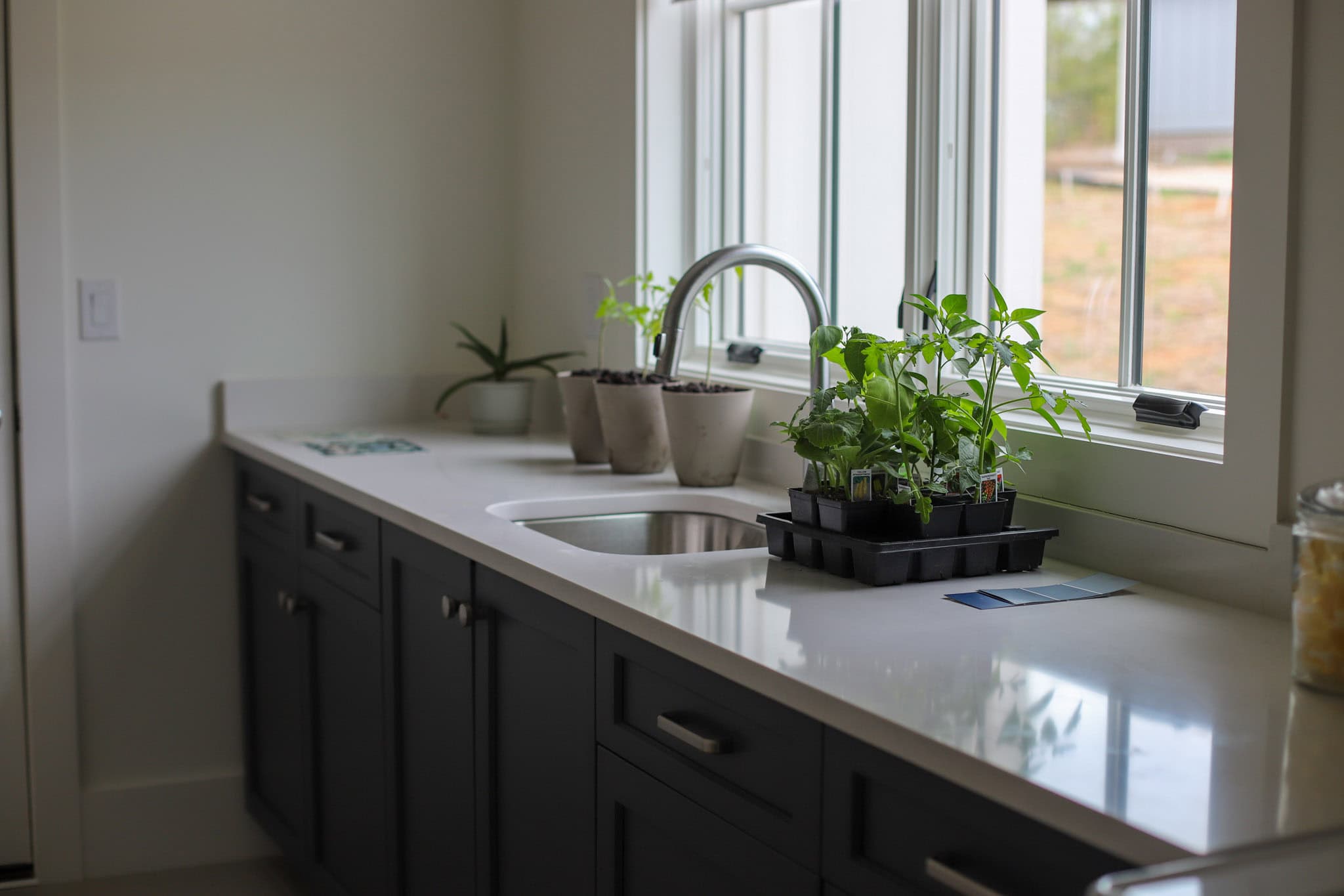 kitchen plants Currently (April 2025)