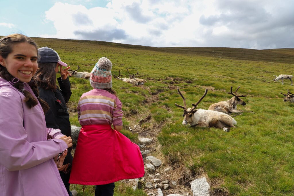 Cairngorms National Park reindeer