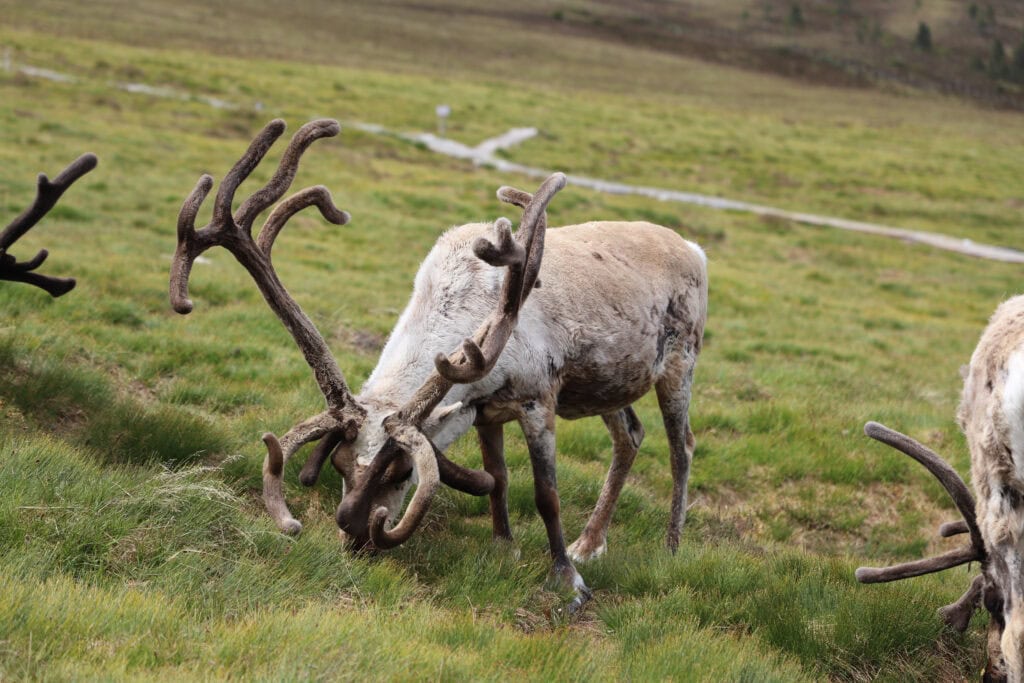Scotland Part 3 reindeer experience