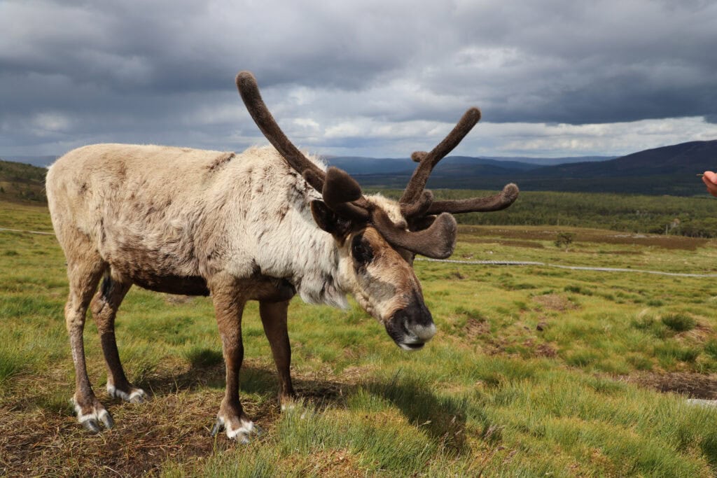 Cairngorms National Park reindeer experience