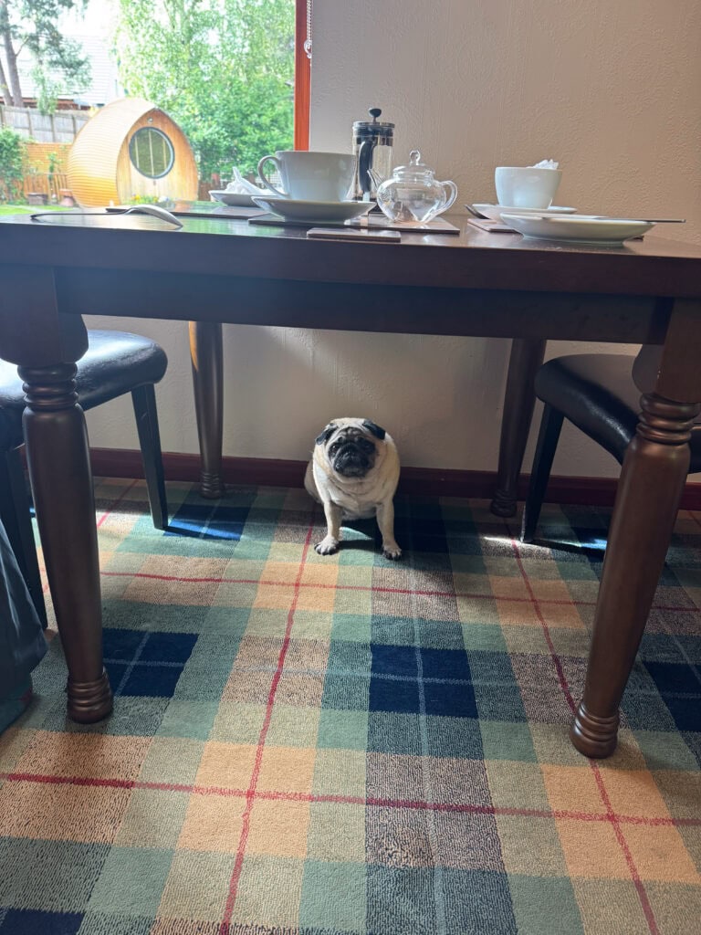 resident pug