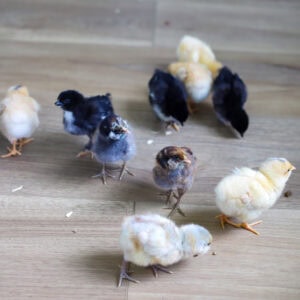 We have CHICKENS