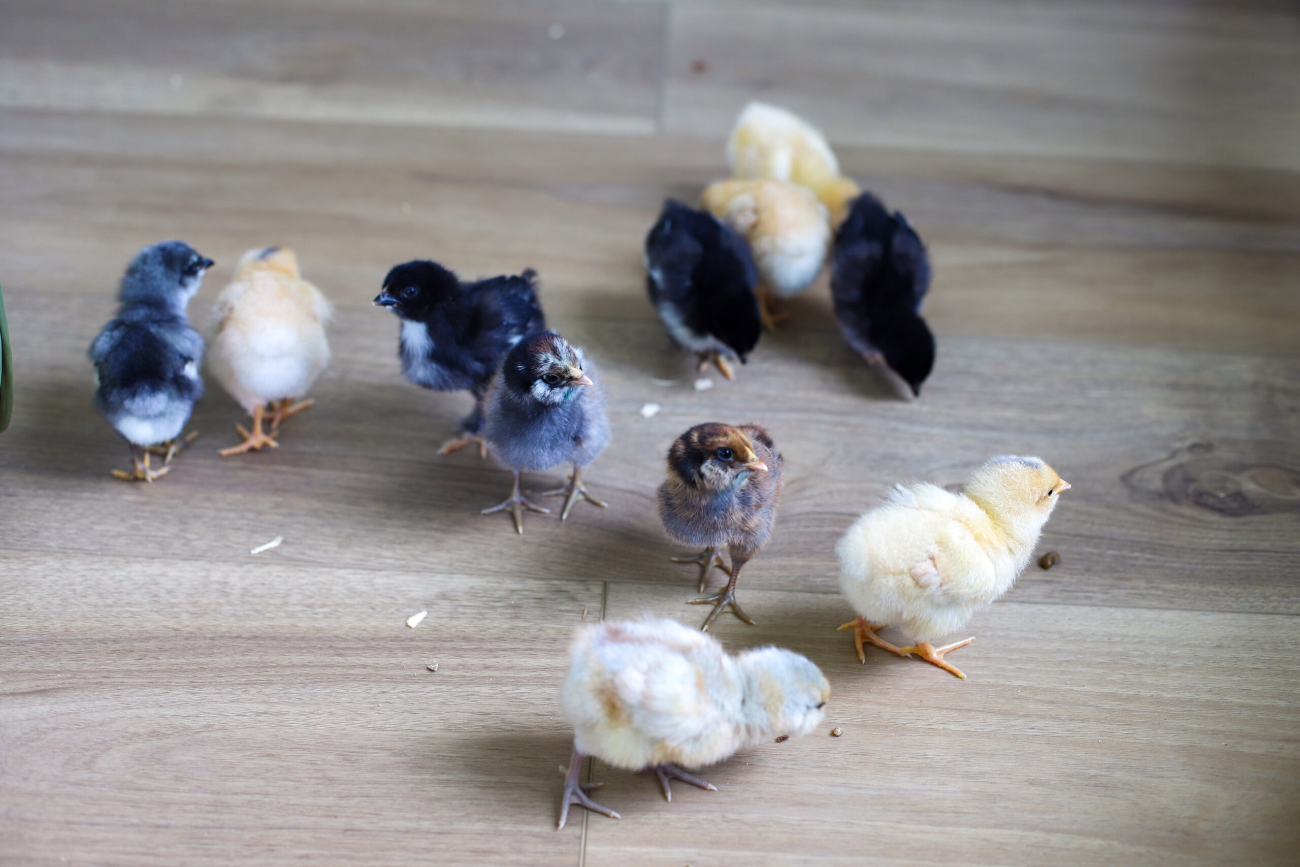 鶏がいます！ – 健康的な人生のスライス