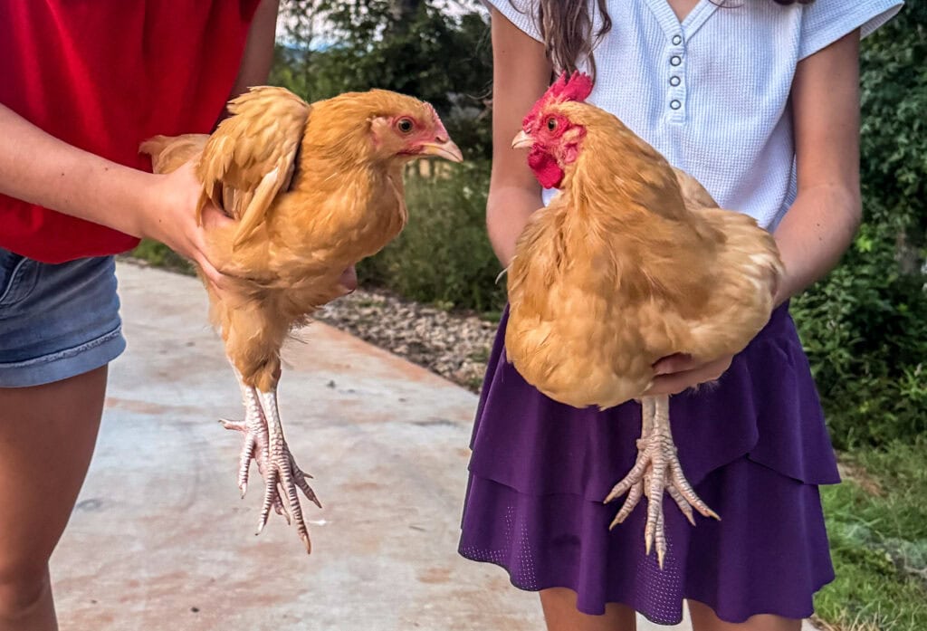 Feathers, Feelings, and Surprise Roos