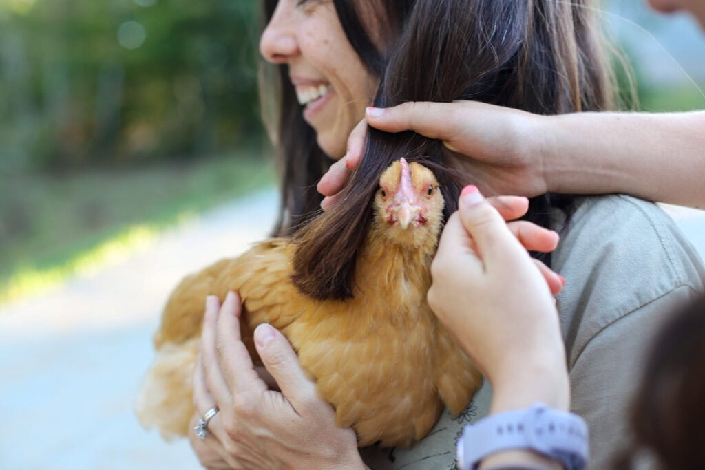 long-haired chicken