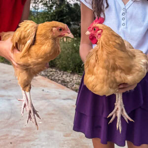 Feathers, Feelings, and Surprise Roos