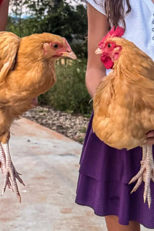 Feathers, Feelings, and Surprise Roos