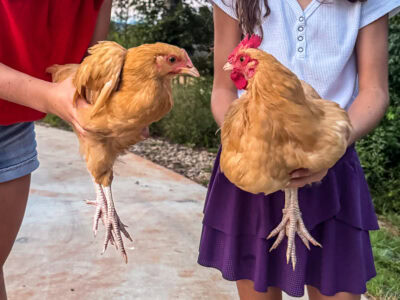 Feathers, Feelings, and Surprise Roos