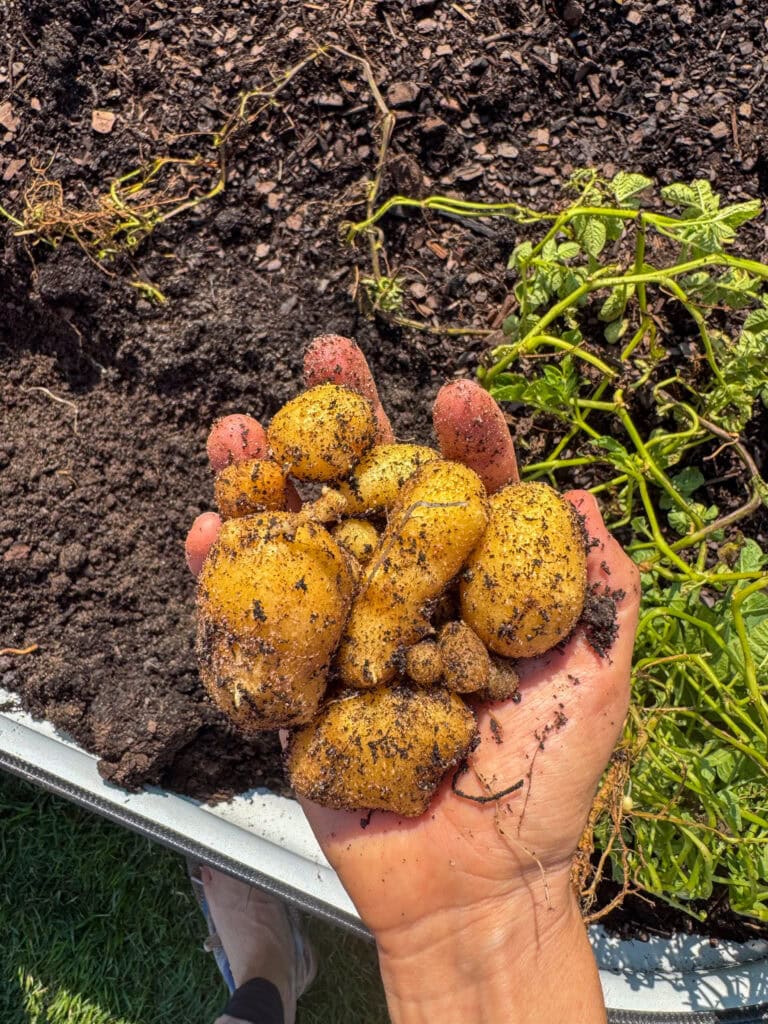 gardening