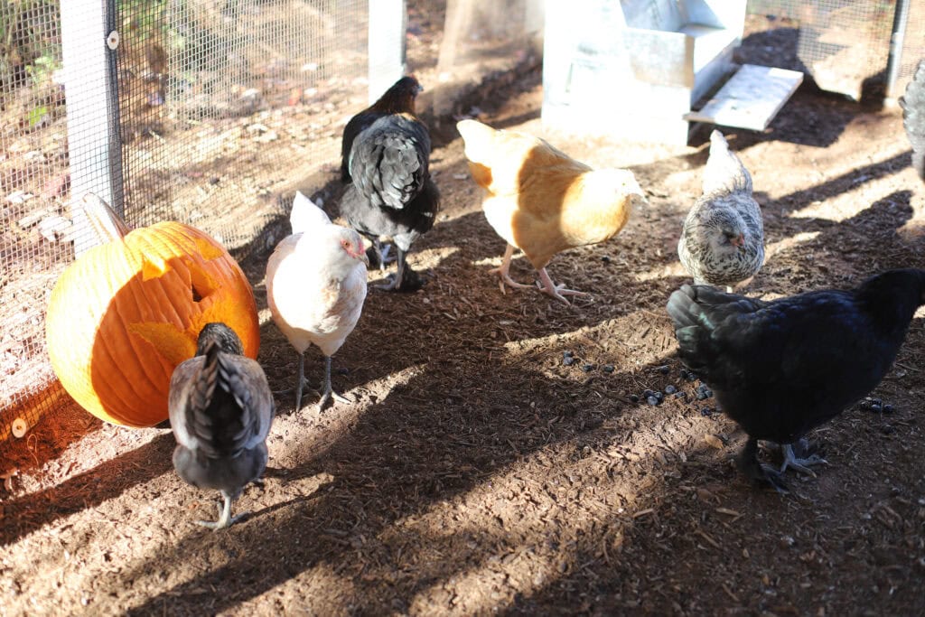 chicken coop