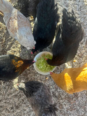 22 Week Old Chicken Update