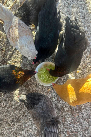 22 Week Old Chicken Update