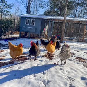 Life on the Farm - March 2026