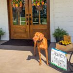 Things I’m Loving Lately: Late August Edition